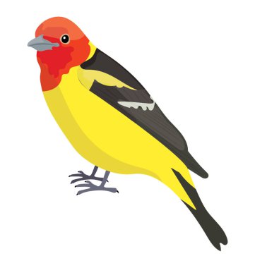 Renkli kuş tüyleri ve Gould'un sunbird temsil eden Gaga ile 