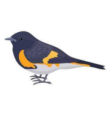 A small blue and yellow bird like sparrow, yellow rumped cacique  clipart
