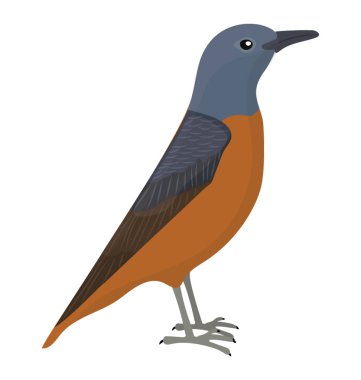 Robin kuş mavi ve pas renkli sivri Gaga ile 