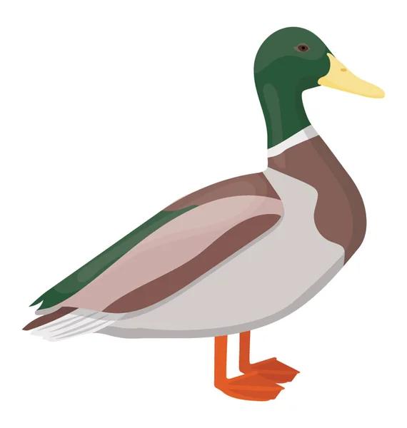 Pájaro Multicolor Con Pies Rojos Simbolizando Mallard — Vector de stock