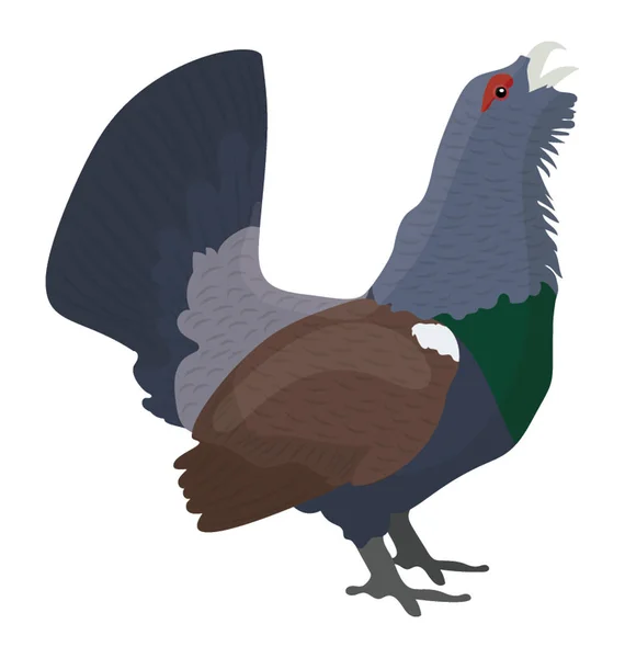 Pájaro Plumas Pesadas Color Azul Pies Pequeños Capercaillie Occidental — Vector de stock