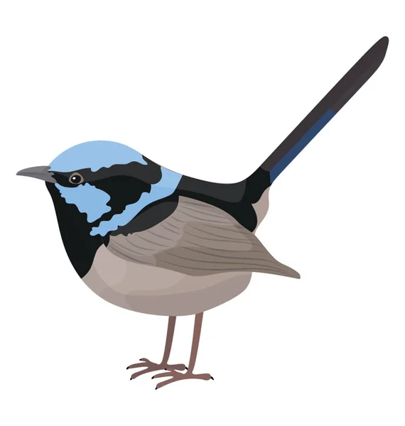 Piccolo Carino Uccello Colorato Con Lunga Coda Sottile Raffigurante Superbo — Vettoriale Stock