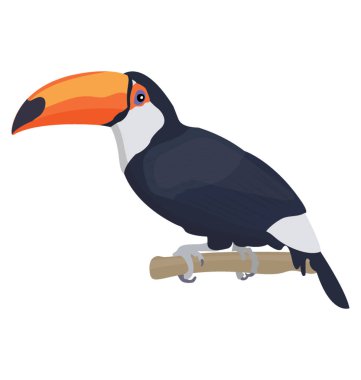 Karga gibi renkli kuş uzun gagası, toco toucan sahip 