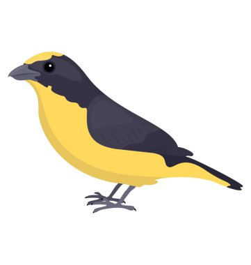 Serçe kuş sarı ve gri renkli tropikal parula tasvir gibi 