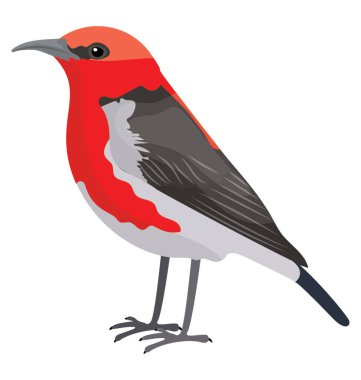 Kırmızı karınlı kuş gagası gri, kırmızı göğüslü sapsucker ile