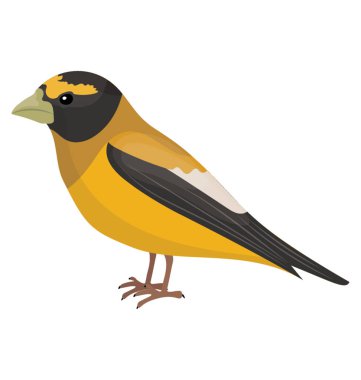 Sarı ve siyah kuş küçük Gaga ABD'li sakası resmeden ile 