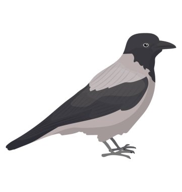 Bir karga gibi küçük Gaga corvus albus tasvir eden kuşla 