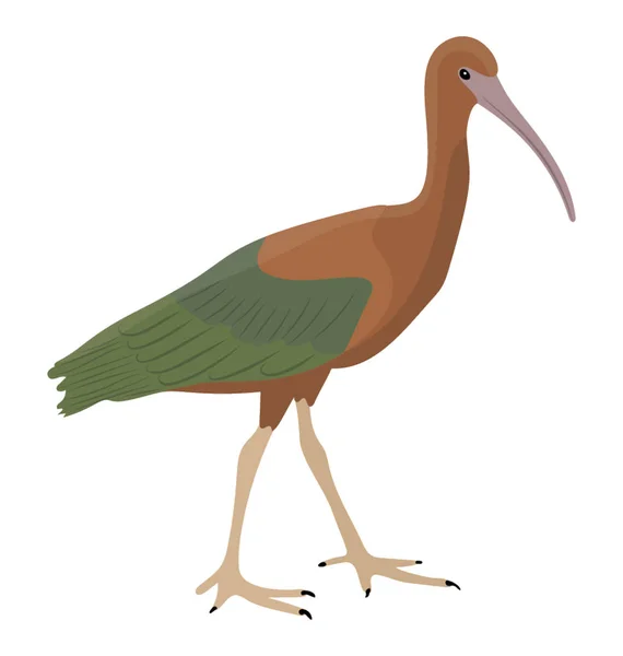 Bec Pointu Oiseau Dans Corps Taille Moyenne Représentant Ibis Brillant — Image vectorielle