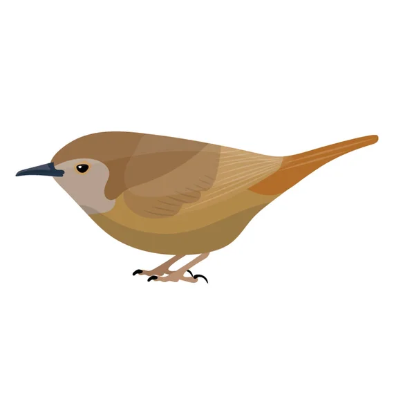 Nightingale Pájaro Cantor Famoso Por Hermosa Voz — Vector de stock