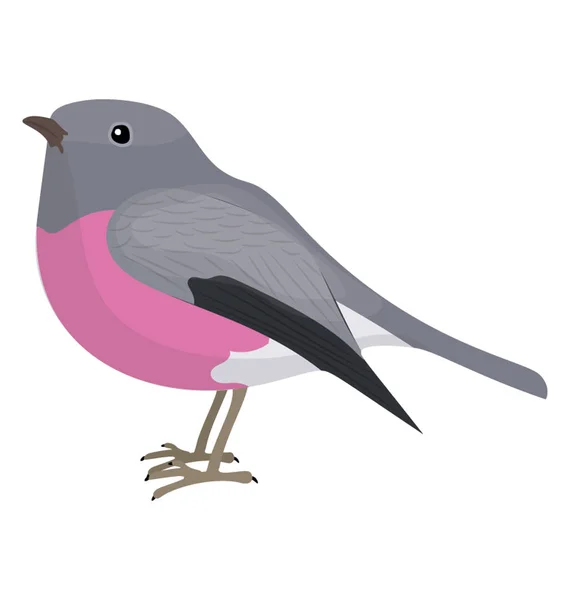 Симпатичная Птица Розовой Грудью Изображающая Розовую Робин — стоковый вектор