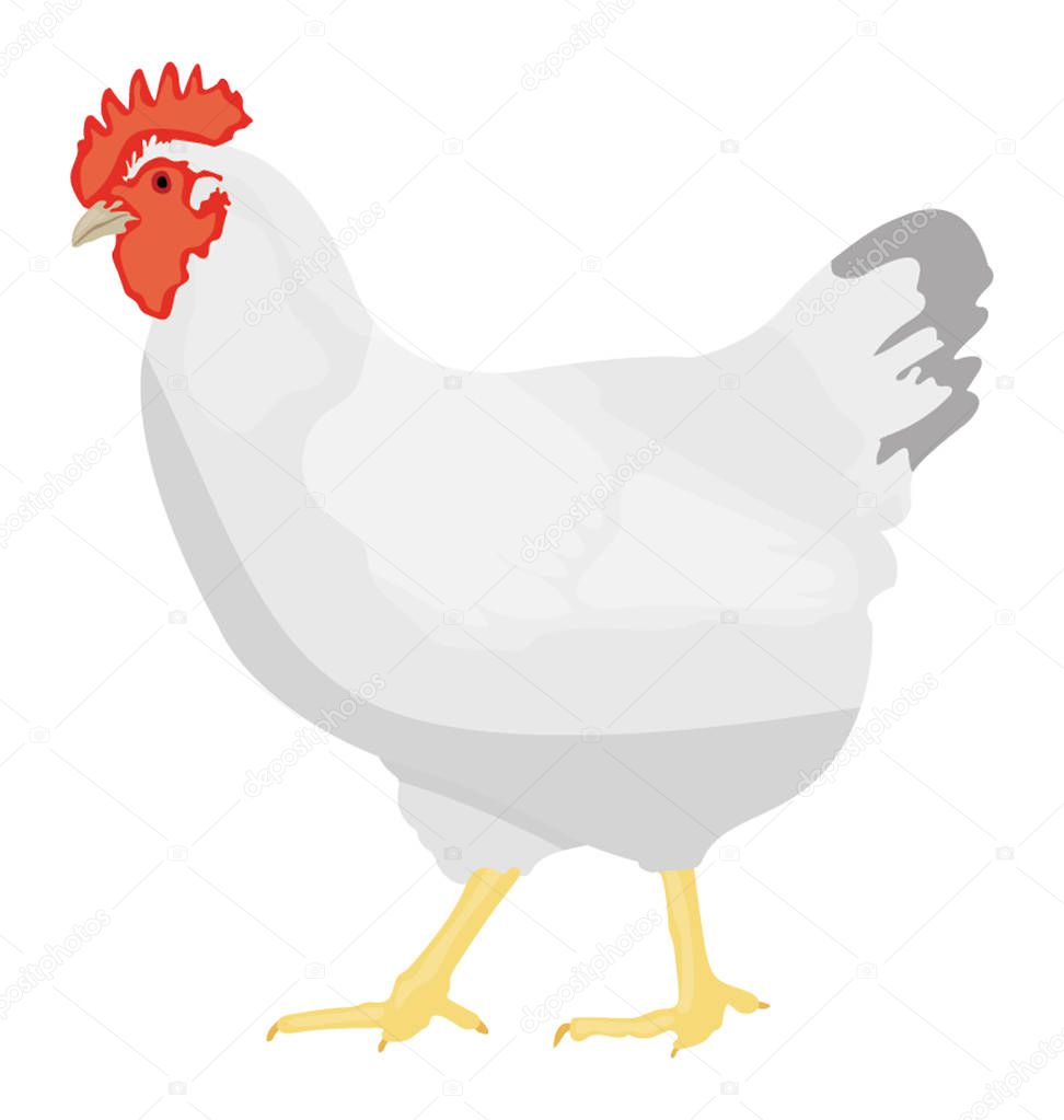 Famous domestic animal bird in white color  and red beak, hen