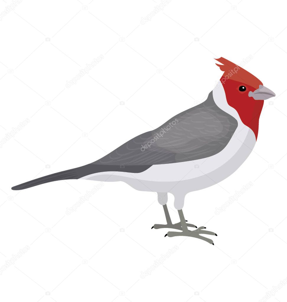 Red crown on a grey color bird depicting red crested cardinal 