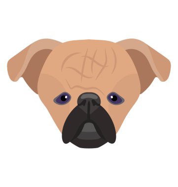 Buruşuk kısa kaslı yüz köpek pug tasvir eden küçük gözlü 