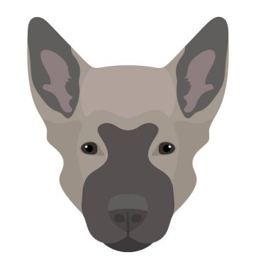 Bir köpekten dik kulakları ve gri yüzü, alaskan malamute ile adalar 