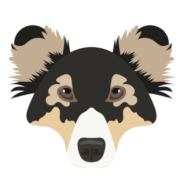 Beyaz ve kahverengi yüz, rough collie a hayvan sürüsü köpek doğurmak 