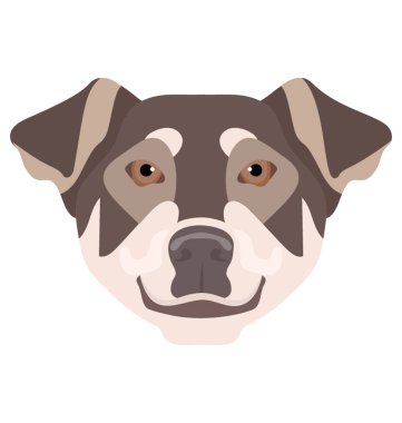 Beyaz ve kahverengi şirin bir köpek ile bernese dağ ifade eden kulakları aşağı 