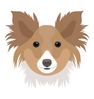 Tüylü bir köpek kulaklı küçük tüylü, yorkshire korkunç 