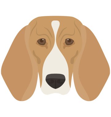 Şirin bir köpek çekik gözler ve kulaklar, aşağı beagle 