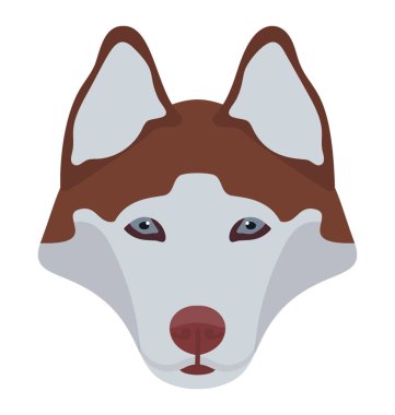 Masum yüzü olan bir sığır köpek doğurmak, pembroke welsh 