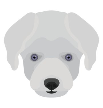 Karlı beyaz köpek, Evcil hayvan Malta köpek tasvir 