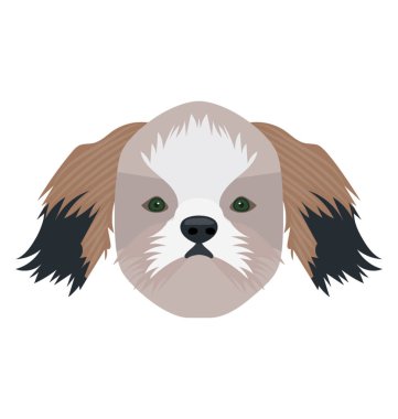 Bir oyuncak köpek şirin tüylü yüz, cavalier king ile karşı karşıya 