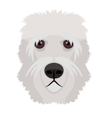 İngiliz koyun temsil eden karlı beyaz renkte büyük doğurmak köpek