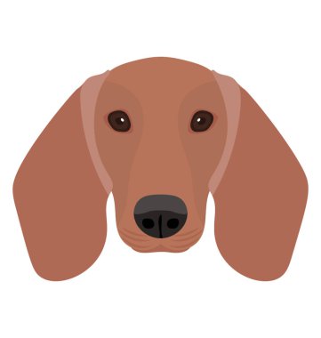 Şirin bir köpek çekik gözler ve kulaklar, aşağı beagle 