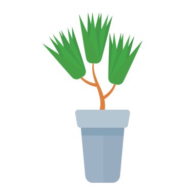 Düz yayılmış bir bitki yaprakları, ejderha houseplant 