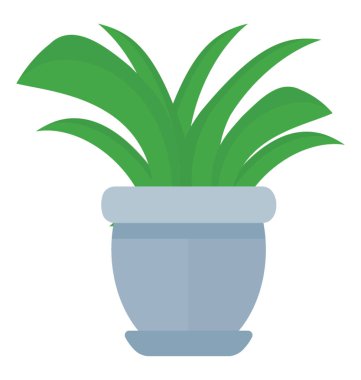 Aspidistra elatior tasvir eden bir tencereye bir geniş çiçekli gibi bırakır 