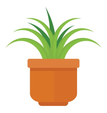 Chlorophytum comosum tasvir eden bir tencereye bir geniş çiçekli gibi bırakır
