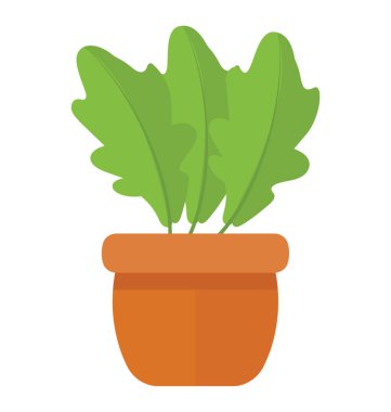 Ficus lyrata tasvir eden bir çamur tencerede yapısı gibi bir ıspanak yaprakları 