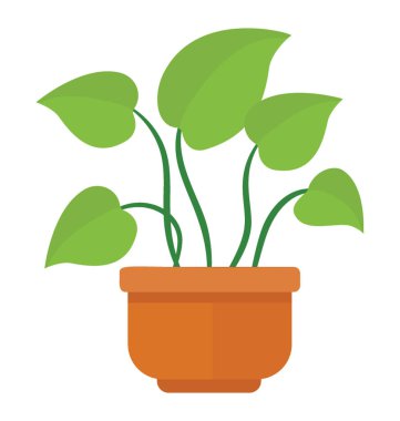 Bir pot devils Ivy gösteren düz şekilli yaprakları ile 