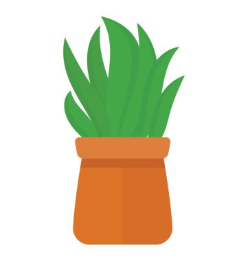 Aspidistra elatior tasvir eden bir tencereye bir geniş çiçekli gibi bırakır 