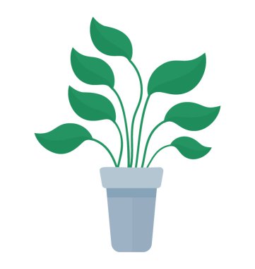 Bir pot devils Ivy gösteren düz şekilli yaprakları ile 