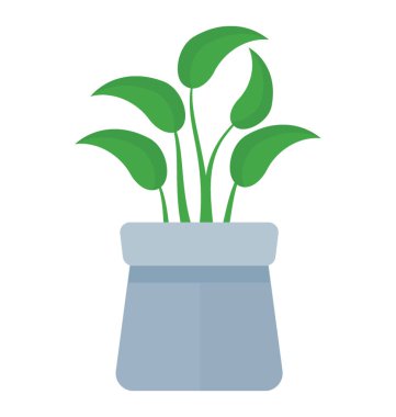 Bir pot devils Ivy gösteren düz şekilli yaprakları ile 