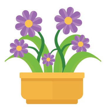 Bir bitki ile geniş yaprakları, mor gerbera çiçekleri 