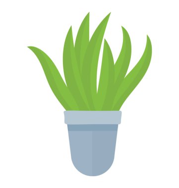 Sansevieria trifasciata tasvir eden bir bitki dönen yapraklar 