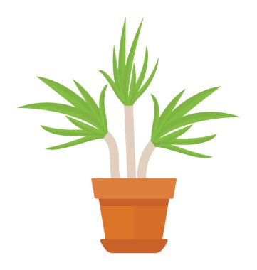 Bir spiral şeklinde cyperus alternifolius tasvir eden bir pot bırakır