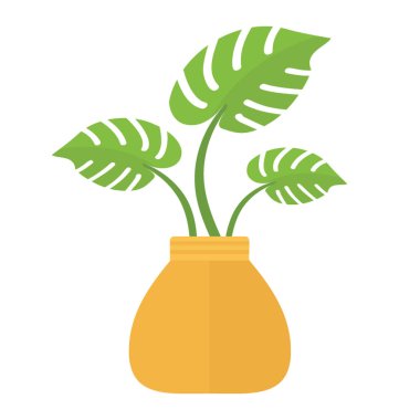 Monstera deliciosa denting geniş ve havadar yapraklı yapısı ile bir bitki 