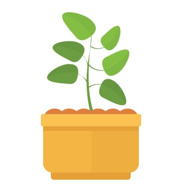 Bir tencerede bryophyllum pinnatum küçük yaprakları ile bir bitki