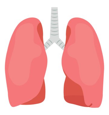 Akciğerler simgesini göstermek için burada sunulan insan vücudunun iç solunum organları