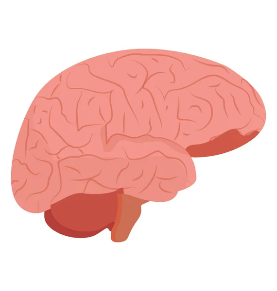 Une Structure Forme Dôme Avec Des Nerfs Partout Dénotant Cerveau — Image vectorielle