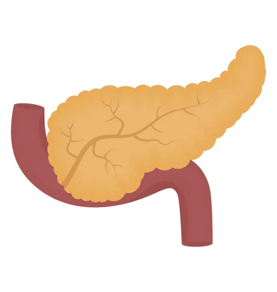 Une Glande Plate Forme Poire Six Pouces Long Intérieur Abdomen — Image vectorielle