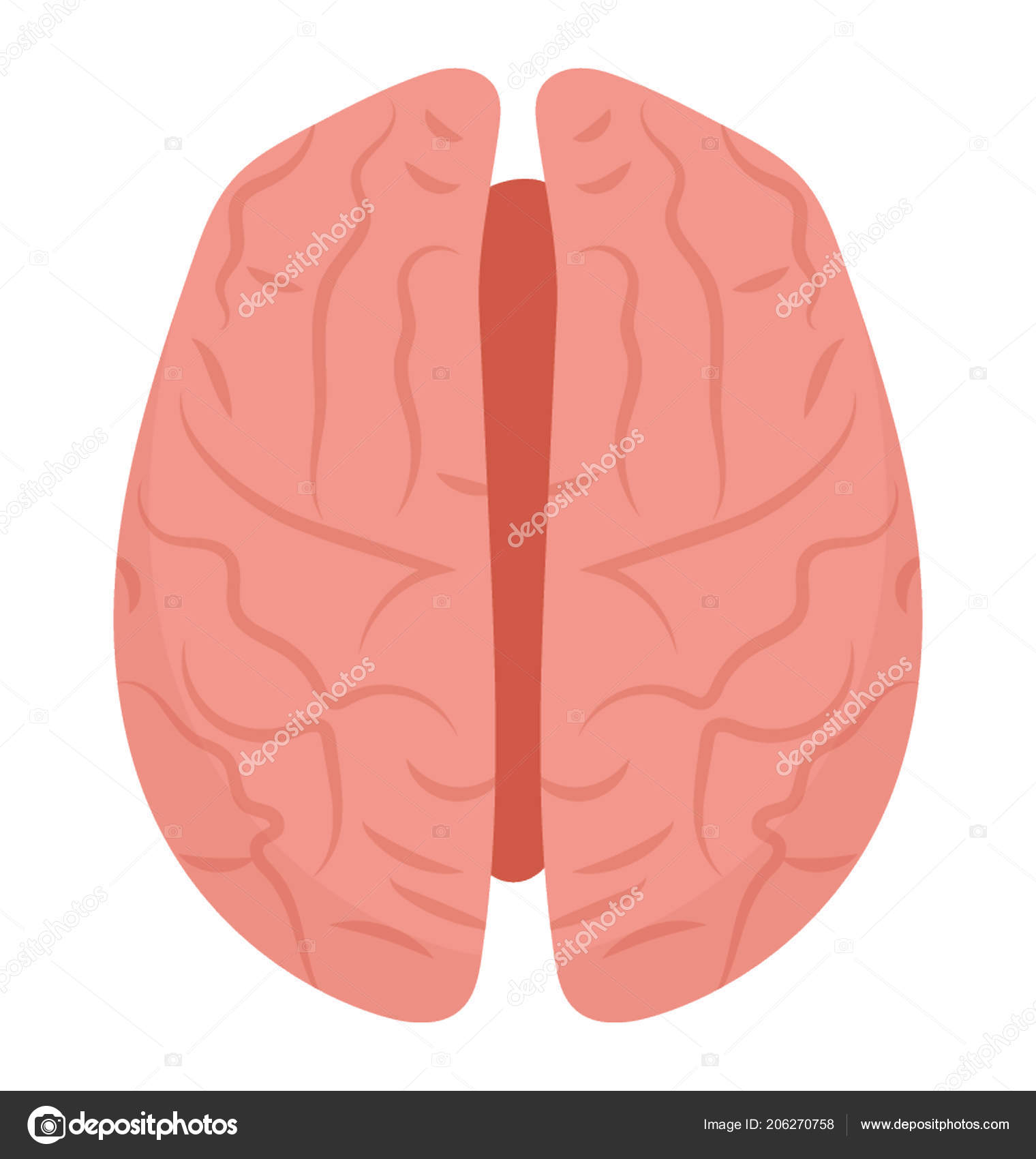 脳半球を示す中の神経を持つセクションのドーム状構造を分けた ストックベクター C Vectorsmarket