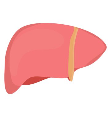 İç insan organ Sistem simgesini burada karaciğer göstererek gösterilir 