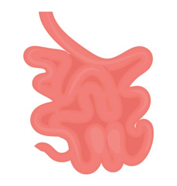 İşte bir demet ince bağırsak ifade eden oniki parmak bağırsağı, değişir ve ileum, sindirim enzimleri 