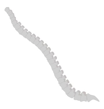 Omurgalıların iskelet kemik için omurga simge işte