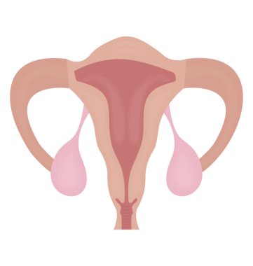 Kadın organı avokado şeklinde ifade eden yumurtalık simgesi