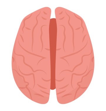 Bir kubbe yapısı gibi sinir beyin yarıküre ifade eden tüm bölümlerde ayırdı