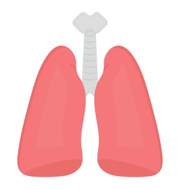 Solunum sistemi göstermek için burada sunulan insan vücudunun iç solunum organları